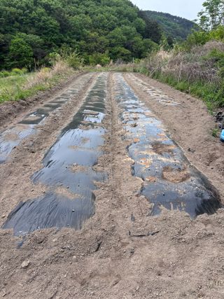서수원님의 옥수수 · 영농일지 작성글 사진