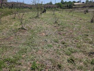 돈디아고(김덕수)님의 기타작물 · 영농일지 작성글 사진
