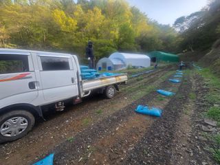 윤자용11대임후회장님의 고추 · 영농일지 작성글 사진