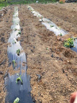 박병한님의 고구마 · 영농일지 작성글 사진