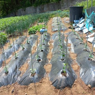 김건우님의 기타작물 · 영농일지 작성글 사진