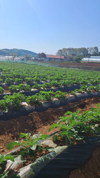 bpjh9173님의 기타작물 · 영농일지 작성글 사진