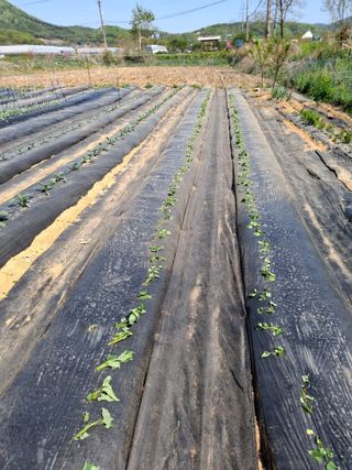 백영호님의 고구마 · 영농일지 작성글 사진