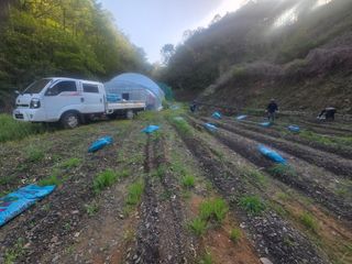 윤자용11대임후회장님의 고추 · 영농일지 작성글 사진