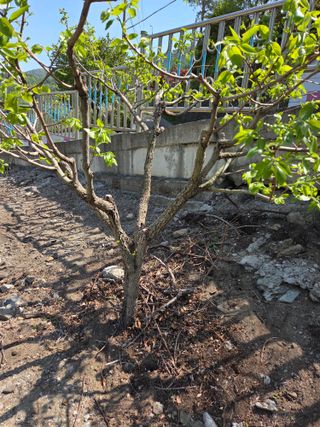 김용대님의 기타작물 · 영농일지 작성글 사진