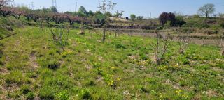 돈디아고(김덕수)님의 기타작물 · 영농일지 작성글 사진