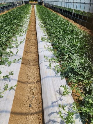 김저팔계님의 작성글 사진