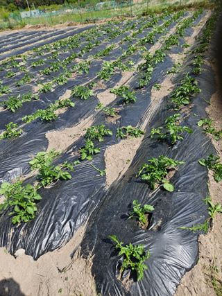 김해열님의 기타작물 · 영농일지 작성글 사진