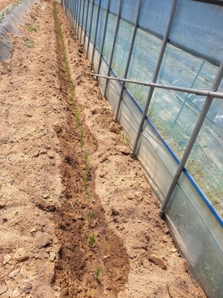 샤이니바다님의 고추 · 영농일지 작성글 사진