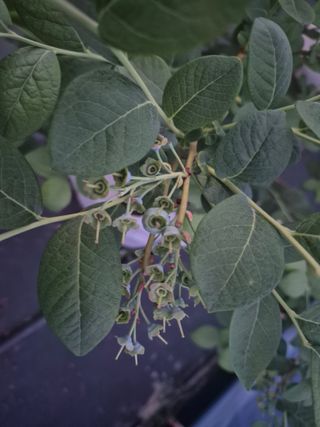 박영희님의 블루베리 · 영농일지 작성글 사진