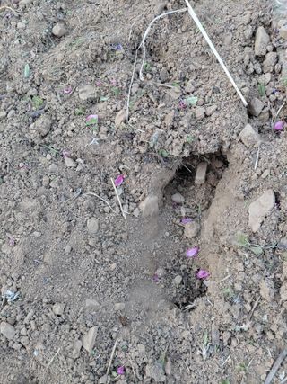 별빛농장지기님의 복숭아 · 영농일지 작성글 사진