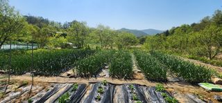 김동일님의 기타작물 · 영농일지 작성글 사진