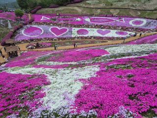 최진일님의 블루베리 · 영농일지 작성글 사진