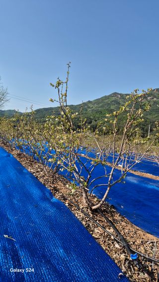 곰티농사꾼님의 기타작물 · 영농일지 작성글 사진