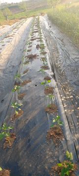 내장상동초보농부님의 작성글 사진