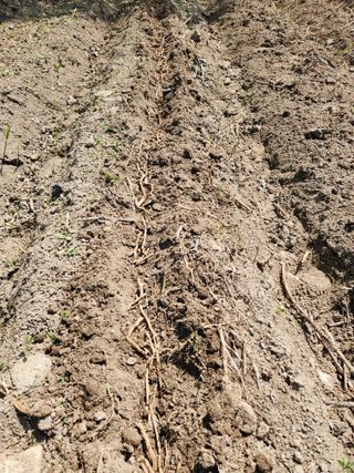 루라121(임동구)님의 옥수수 · 영농일지 작성글 사진