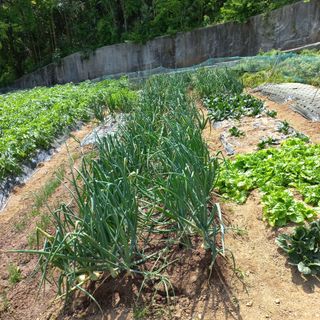 김건우님의 기타작물 · 영농일지 작성글 사진