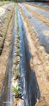 팜모닝 옥수수·영농일지 게시글 이미지