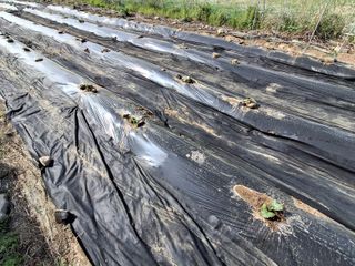 하중규(고추 재배)님의 고추 · 영농일지 작성글 사진