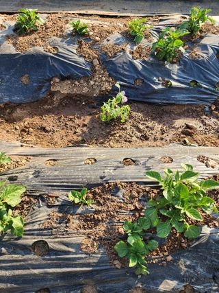 윤은아님의 기타작물 · 영농일지 작성글 사진