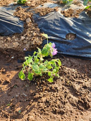 윤은아님의 기타작물 · 영농일지 작성글 사진
