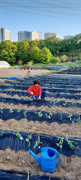 이기은님의 고구마 · 영농일지 작성글 사진