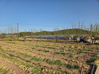 성실한 농부님의 파 · 영농일지 작성글 사진