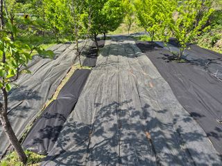 최은종님의 자두 · 영농일지 작성글 사진