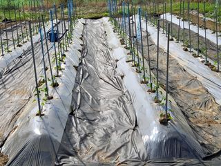 하중규(고추 재배)님의 고추 · 영농일지 작성글 사진