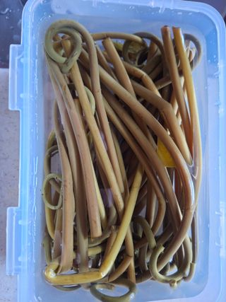 자연같이님의 두릅 · 영농일지 작성글 사진