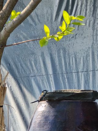 비타민님의 블루베리 · 영농일지 작성글 사진