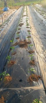 내장상동초보농부님의 작성글 사진