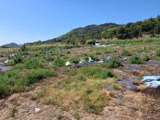 신안백수님의 기타작물 · 영농일지 작성글 사진