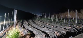 정연섭님의 기타작물 · 영농일지 작성글 사진