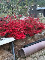 팜모닝 벼·영농일지 게시글 이미지