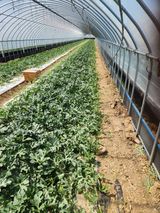 김저팔계님의 작성글 사진