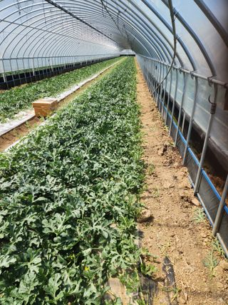 김저팔계님의 기타작물 · 영농일지 작성글 사진