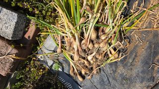 정인재님의 파 · 영농일지 작성글 사진