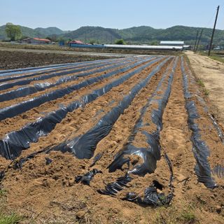 오경님의 고구마 · 영농일지 작성글 사진