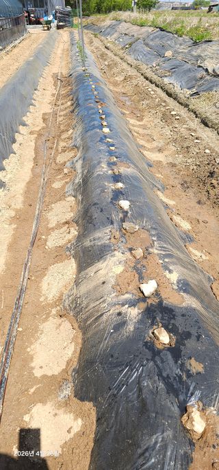 이장호님의 옥수수 · 영농일지 작성글 사진