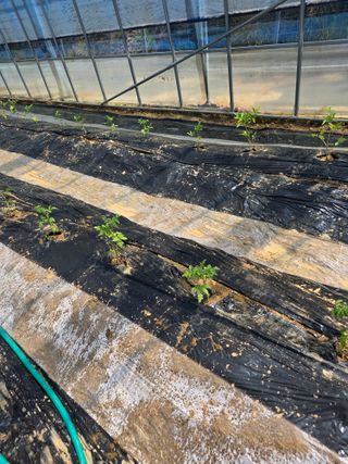 현모양처(양현모)님의 오이 · 영농일지 작성글 사진