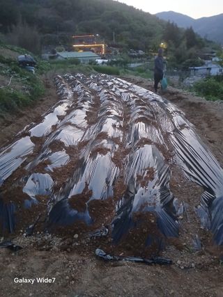 김명자님의 기타작물 · 영농일지 작성글 사진