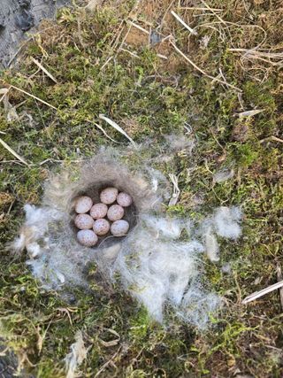 비타민님의 블루베리 · 영농일지 작성글 사진