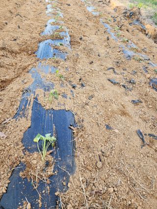 박병한님의 고구마 · 영농일지 작성글 사진