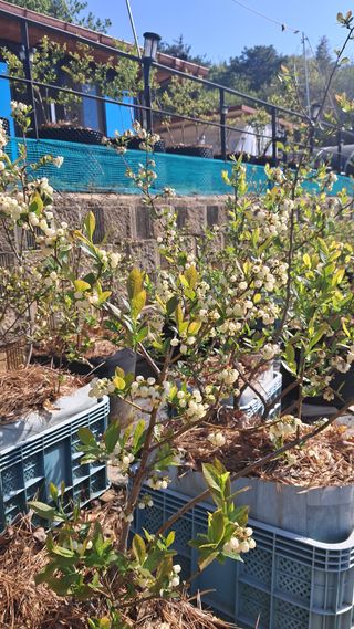 bpjh9173님의 기타작물 · 영농일지 작성글 사진