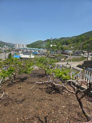 김용대님의 기타작물 · 영농일지 작성글 사진