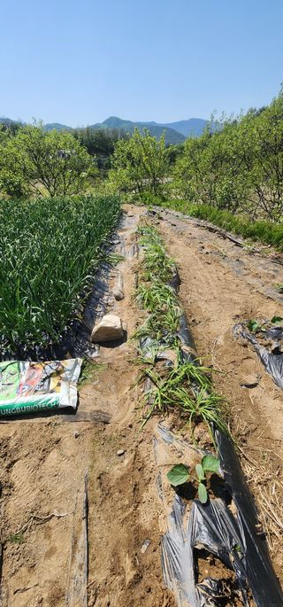 김동일님의 기타작물 · 영농일지 작성글 사진
