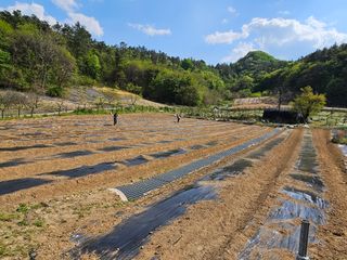 최미선님의 기타작물 · 영농일지 작성글 사진