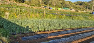 창공 귀농귀촌 초보님의 기타작물 · 영농일지 작성글 사진