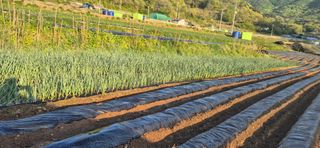 창공 귀농귀촌 초보님의 기타작물 · 영농일지 작성글 사진